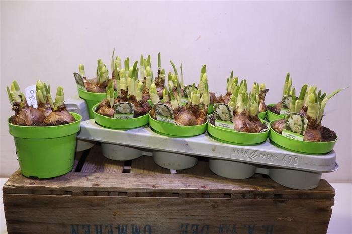 <h4>arr8 Narc D Bridal Crown</h4>