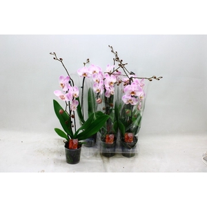 PHAL EL CASCADE