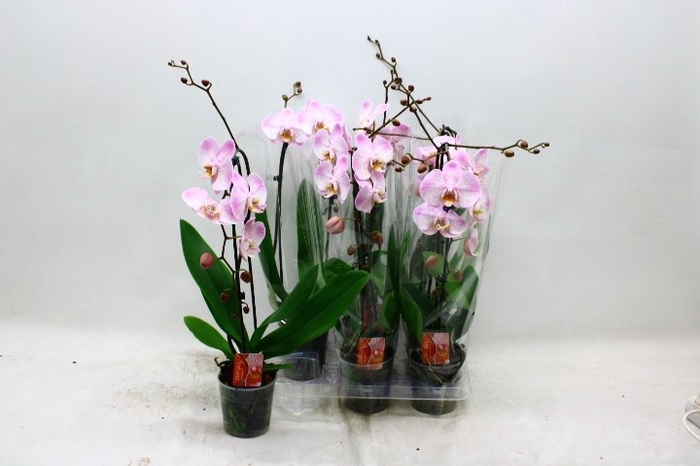 <h4>PHAL EL CASCADE</h4>