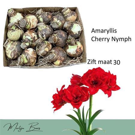 <h4>arr8 Hipp Dg Cherry Nymph</h4>