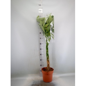 Pachira aquatica