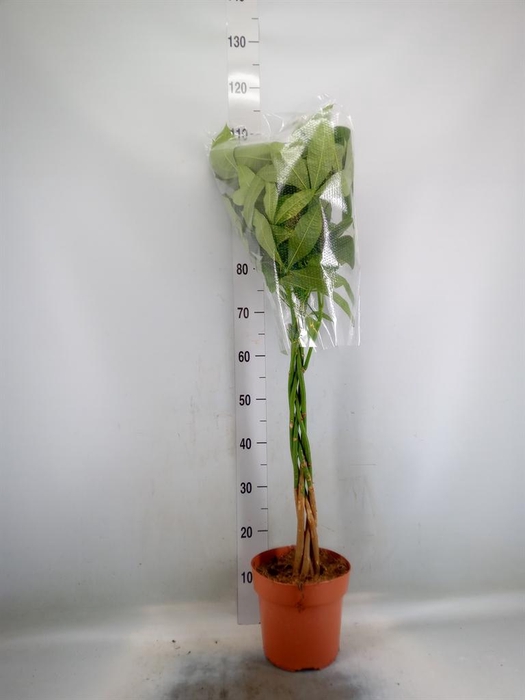 <h4>Pachira aquatica</h4>