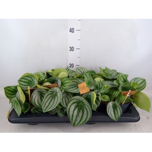Peperomia argyreia