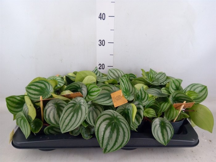 <h4>Peperomia argyreia</h4>