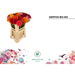GE GB GERPONI BIG GEM. OP WATER Emmer x40