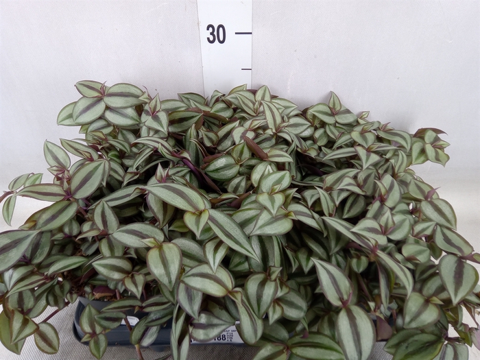 <h4>Tradescantia zebr. 'Purpusii'</h4>