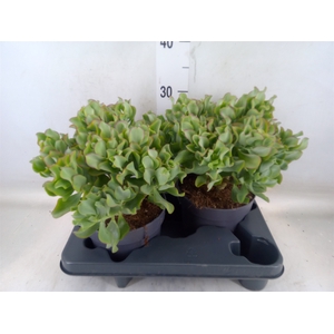 Crassula arborescens 'Curly'