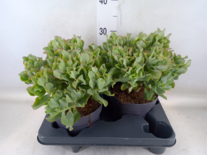 <h4>Crassula arborescens 'Curly'</h4>