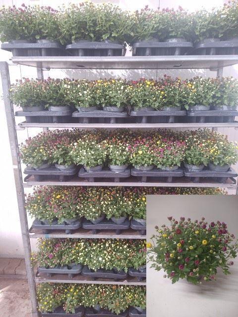 <h4>Chrysanthemum gemengd in pot</h4>