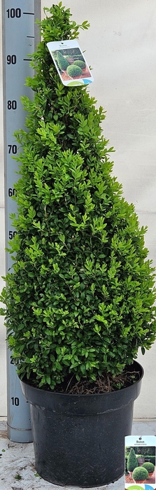 <h4>BUXU SE PYRAMIDALIS</h4>