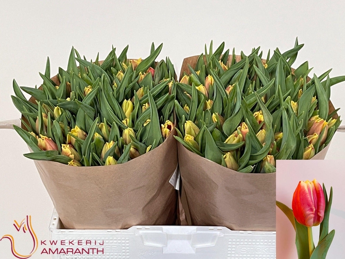 <h4>TU PA DEE JAY PARROT</h4>