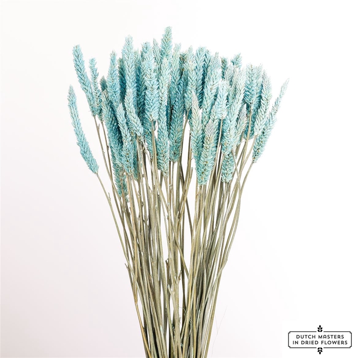 <h4>Dried Celosia Frosted Blue Bunch Slv</h4>