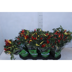 PIMENTA DEDO DE MOCA P14