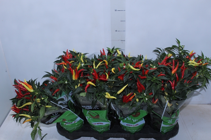 <h4>PIMENTA DEDO DE MOCA P14</h4>