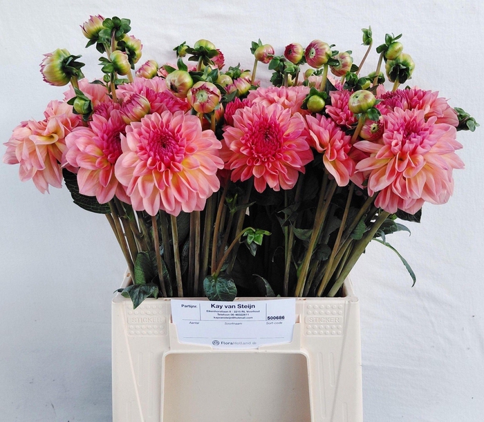 <h4>DAHLIA OVERIG DAHL OV</h4>