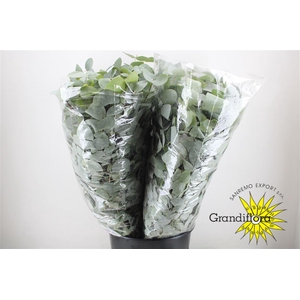 Cinerea Long 200 Gram Extra GF