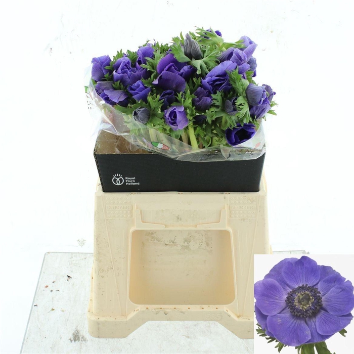 <h4>ANEM CO MIS + D BLUE</h4>