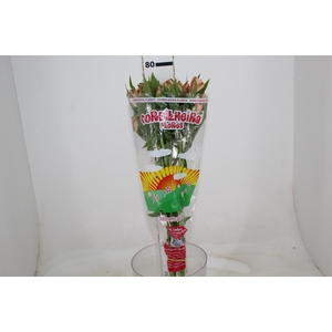 ALSTROEMERIA CANYON 080 CM