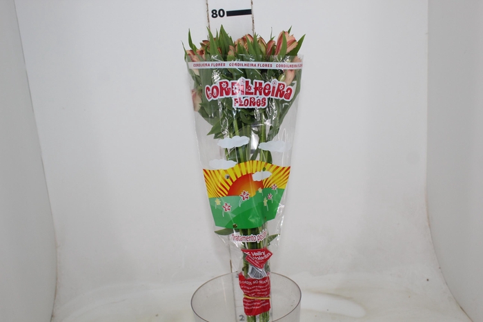 <h4>ALSTROEMERIA CANYON 080 CM</h4>