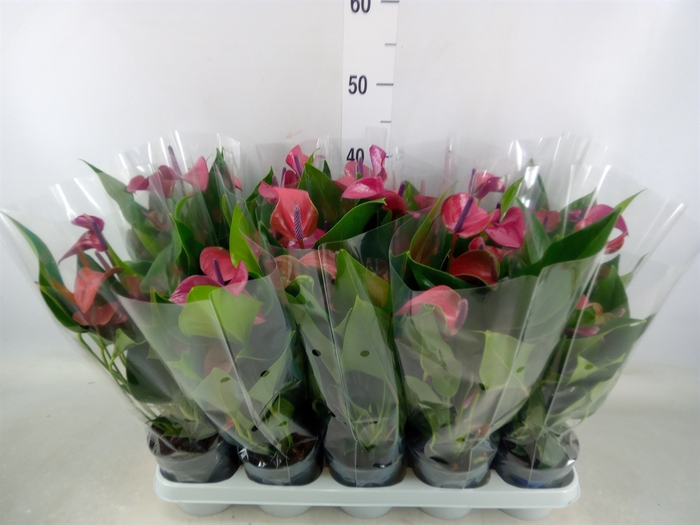 <h4>Anthurium andr. 'Pure Purple'</h4>