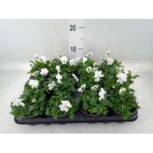 Viola corn. 'Evo Mini White'