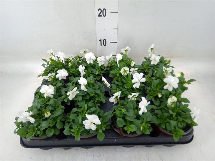 <h4>Viola corn. 'Evo Mini White'</h4>