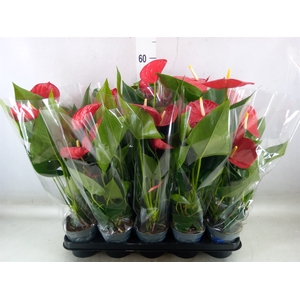 Anthurium andr. 'Karma Red'