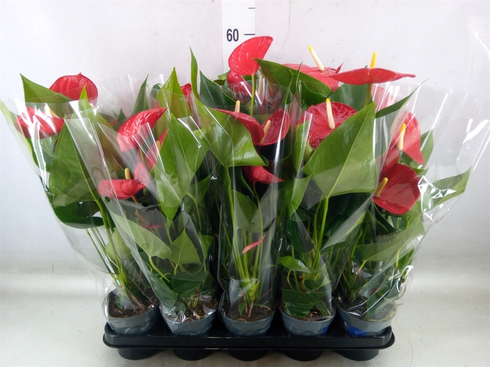 <h4>Anthurium andr. 'Karma Red'</h4>