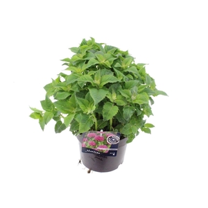 Monarda lam. Elegant Pink