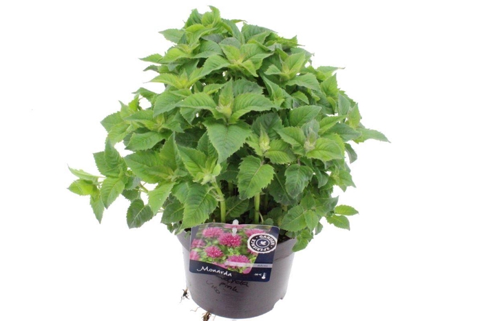 <h4>Monarda lam. Elegant Pink</h4>