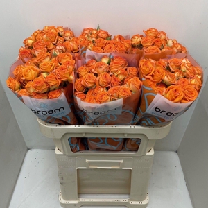 Rosa TR 'Orange Dimension' BRAAM