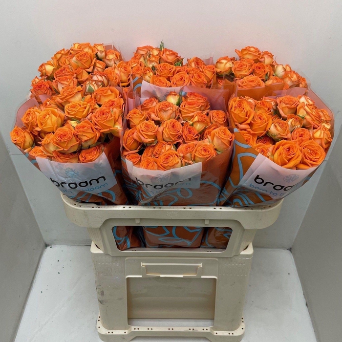 <h4>Rosa TR 'Orange Dimension' BRAAM</h4>