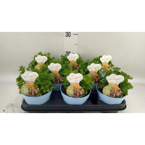 Apium graveolens