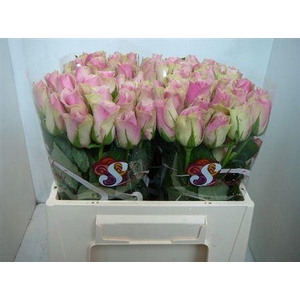 R Gr Belle Rose