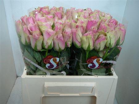 <h4>R Gr Belle Rose</h4>