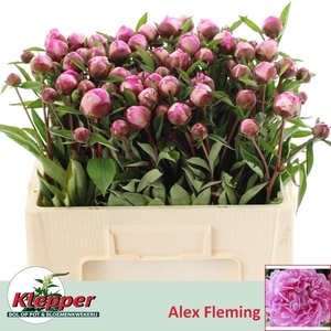 PAEO L ALEX FLEMING