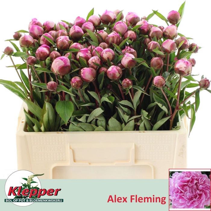 <h4>PAEO L ALEX FLEMING</h4>