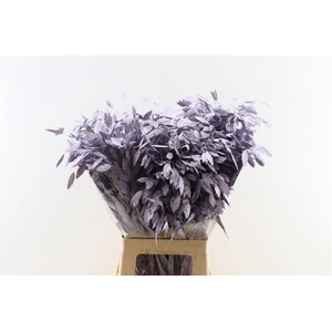 Siergras Chasmantium Klbh Metallic Purple