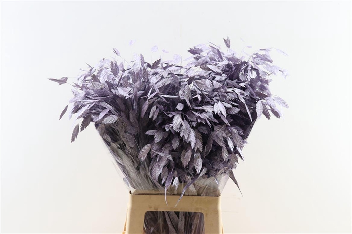 <h4>Siergras Chasmantium Klbh Metallic Purple</h4>