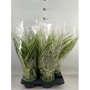 Chlorophytum com. 'Vittatum'