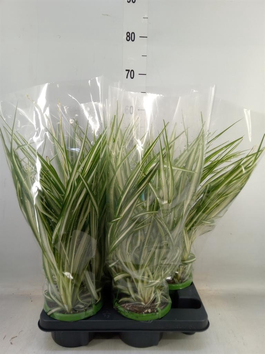 <h4>Chlorophytum com. 'Vittatum'</h4>