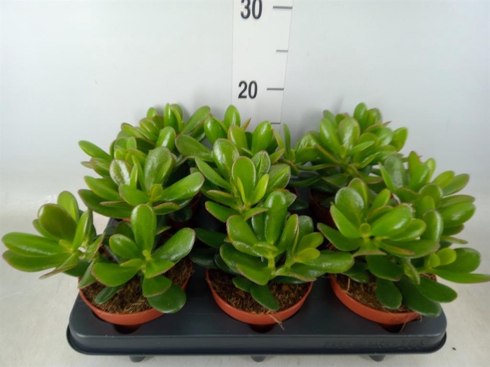 <h4>Crassula  'Hulk'</h4>
