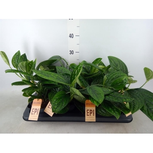 Epipremnum pinn. 'Marble Planet'