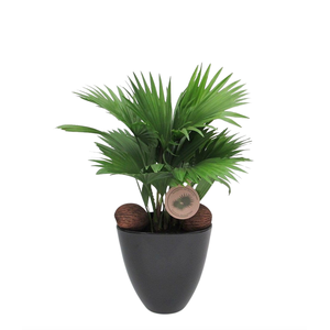 Livistona rotundifolia in avani pot