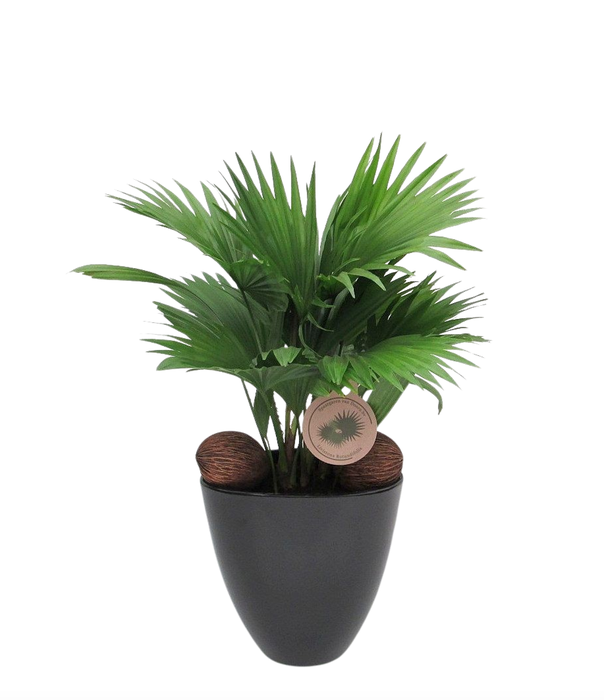 <h4>Livistona rotundifolia in avani pot</h4>