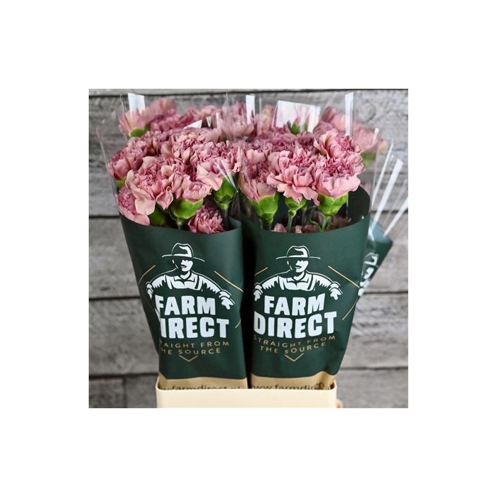 <h4>Di St Lege Pink</h4>