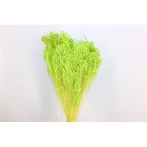 Dried Brooms Apple Green Bunch