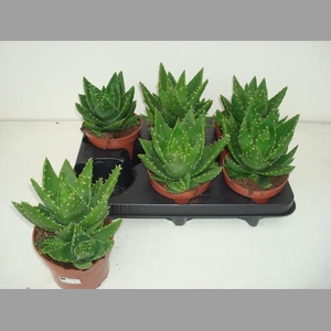 ALOE PERFOLIATA