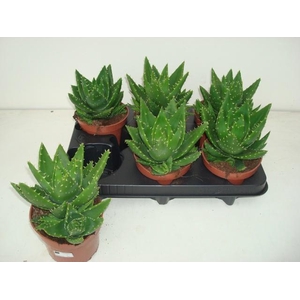 ALOE PERFOLIATA