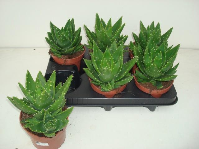 <h4>ALOE PERFOLIATA</h4>